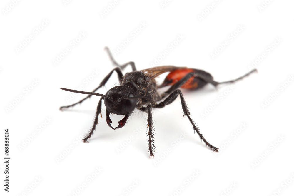 Female of wasp (Podalonia hirsuta) isolated on white Female of wasp (Podalonia hirsuta) isolated on white