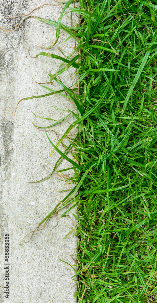 Fototapeta premium concrete floor with grass