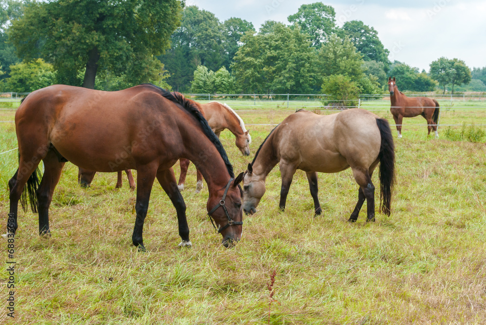 Horses grazing