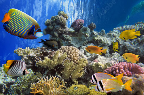 Tropical fish and Hard corals in the Red Sea  Egypt