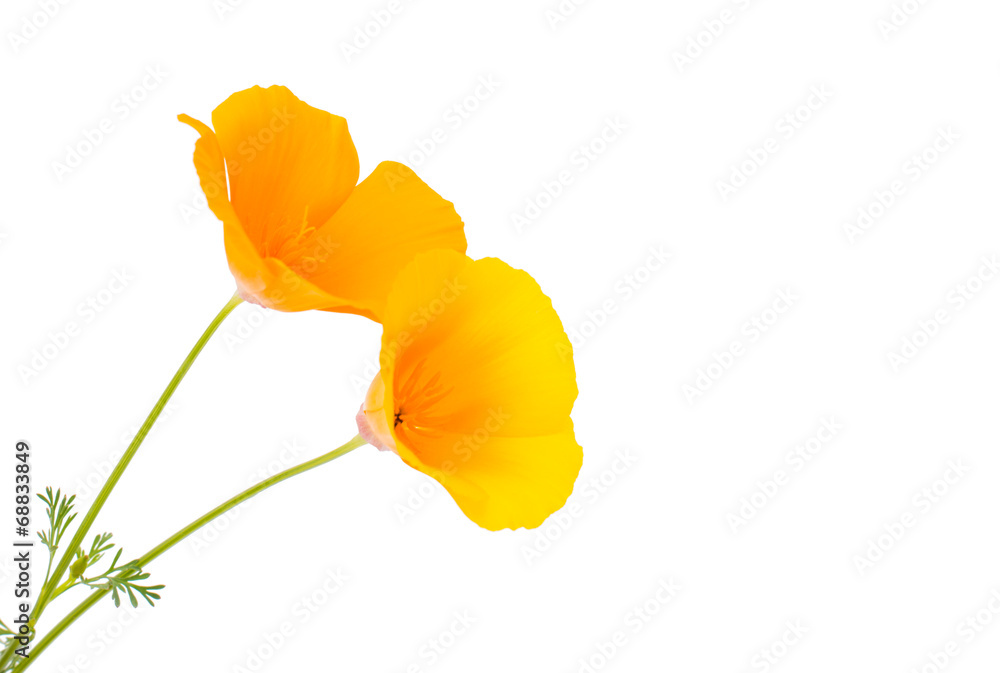 Naklejka premium Eschscholzia californica flower