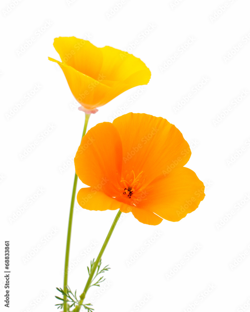 Naklejka premium Eschscholzia californica flower