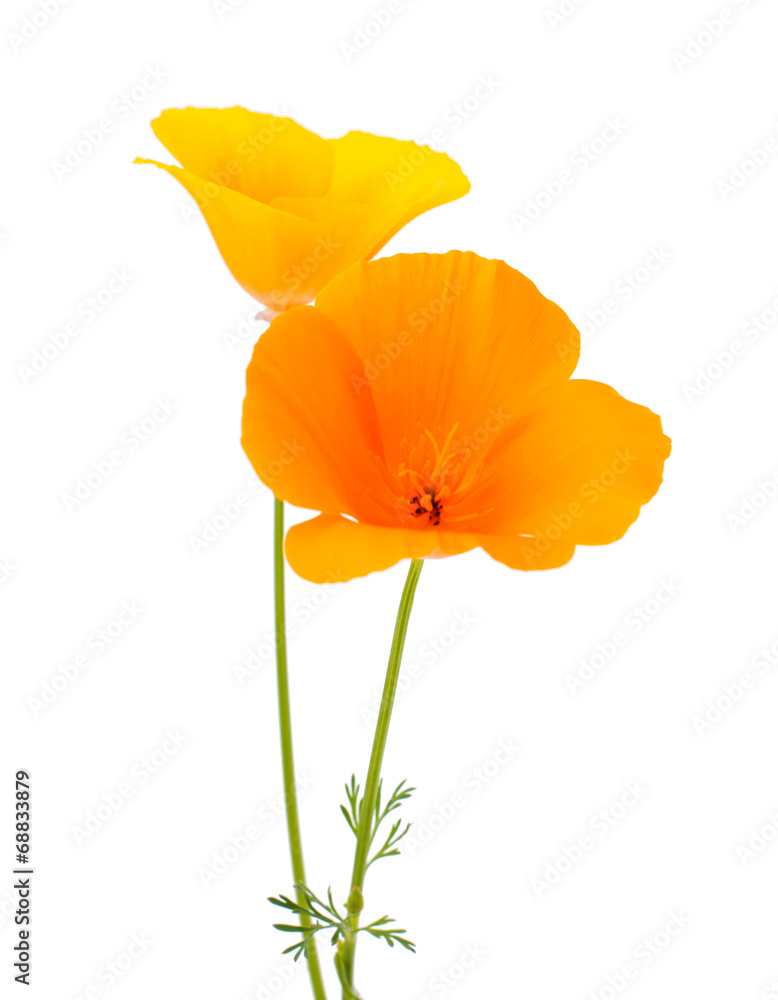 Fototapeta premium Eschscholzia californica flower