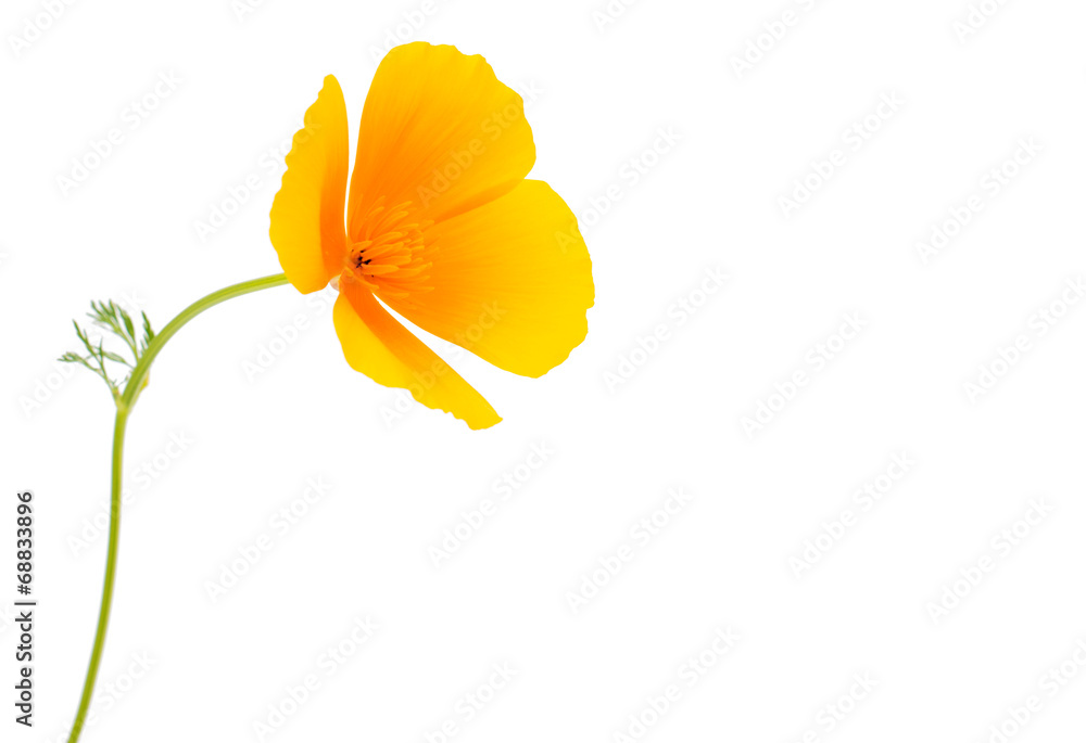 Fototapeta premium Eschscholzia californica flower
