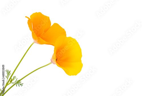 Eschscholzia californica flower