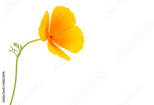Eschscholzia californica flower