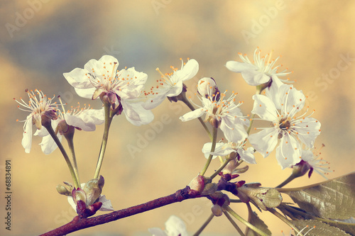 cherry flowers and branches green background foliage rain