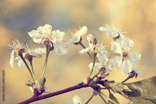 cherry flowers and branches green background foliage rain photo