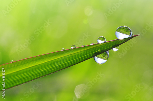 Dew drops close up
