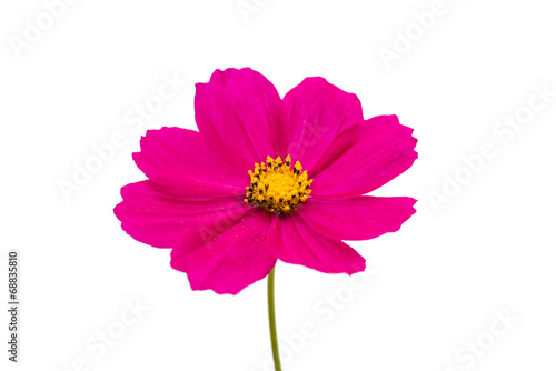 Fototapeta Naklejka Na Ścianę i Meble -  Cosmos Flowers