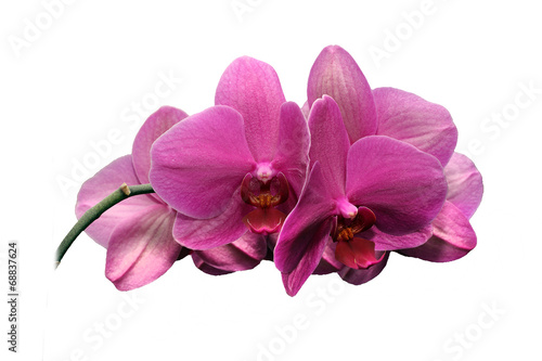 Fototapeta Naklejka Na Ścianę i Meble -  magnificent orchid pink