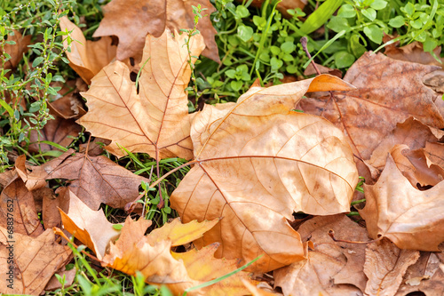 Fallen leaves