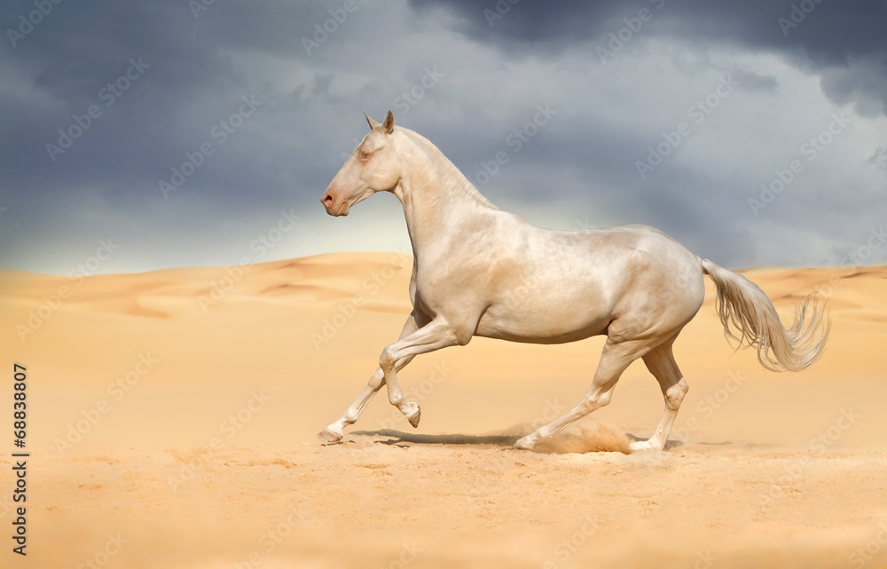 Akhal-teke horse in the desert Akhal-teke horse in the desert