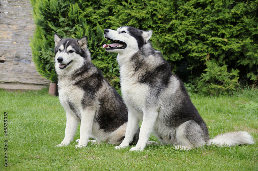 Obraz premium Husky siberian