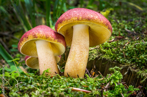 Tricholomopsis rutilans