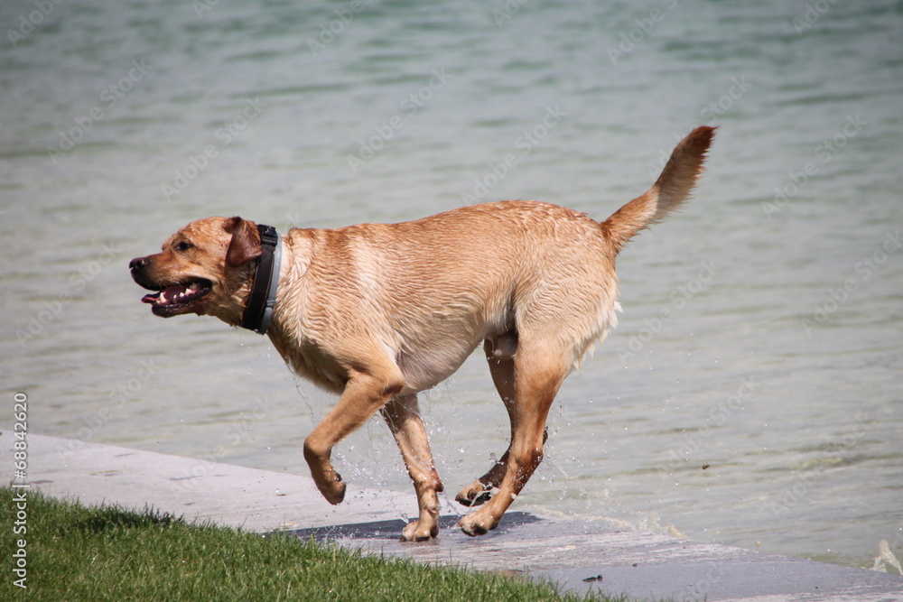 Labrador nach dem Bad im See