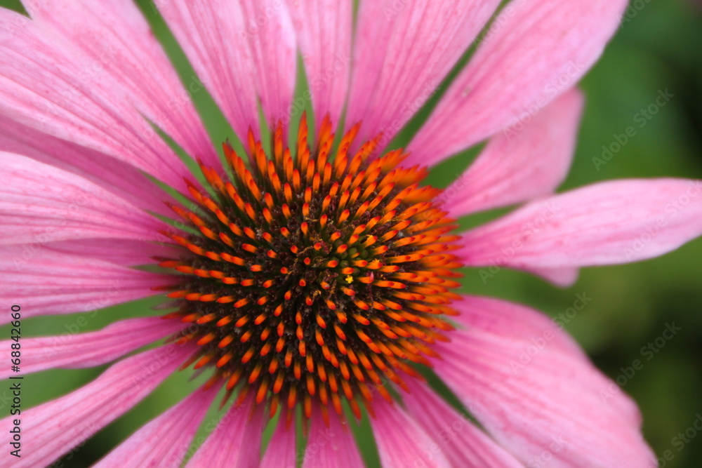 Echinacea purpurea - Detailaufnahme Echinacea purpurea - Detailaufnahme