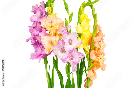 Photo gladiolus isolated