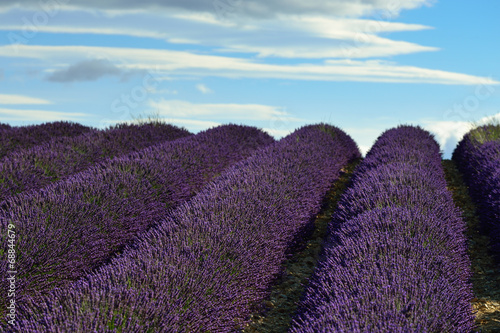 Lavender field