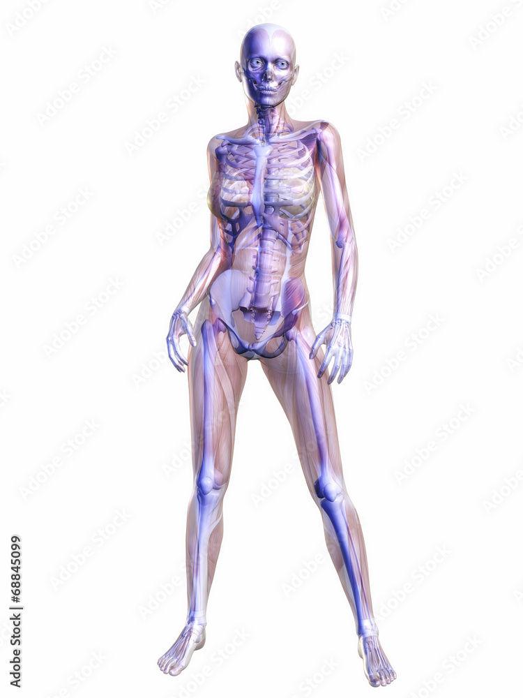 Human Anatomy