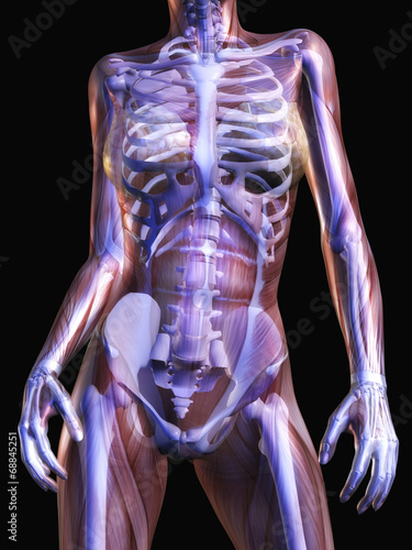 Human Anatomy
