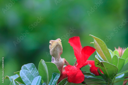 Brown Lizard or tree lizard photo