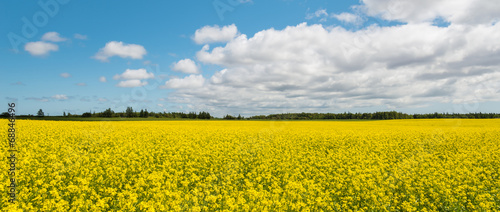 Panorama of yellow field rapeseed (Green Gables Shore, Prince Ed © Petrov Vadim