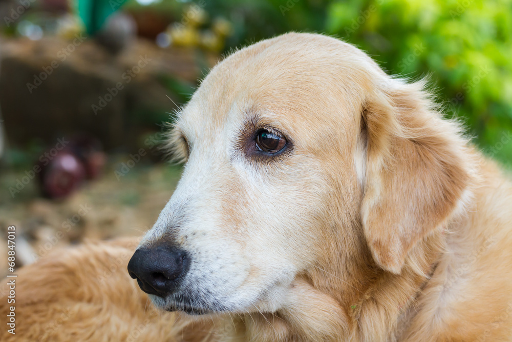 Golden Retriever dog