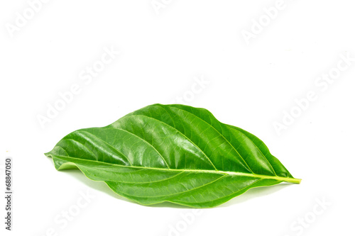 morinda citrifolia leaf on white background