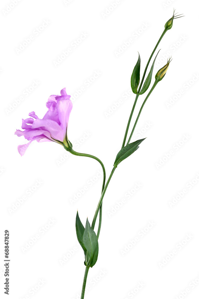 Purple artificial eustoma, isolated on white Purple artificial eustoma, isolated on white