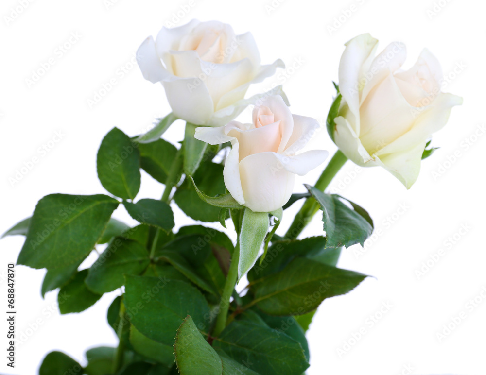 Obraz premium beautiful roses, isolated on white