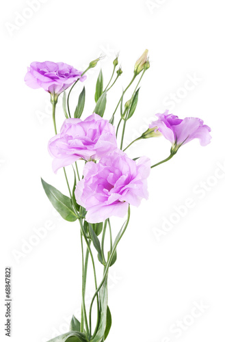 Purple artificial eustoma, isolated on white