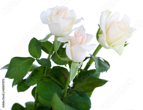 beautiful roses, isolated on white