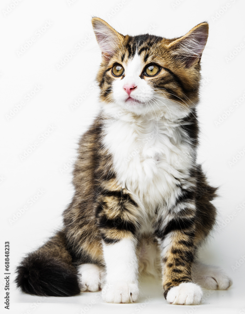 cute long haired maine cat
