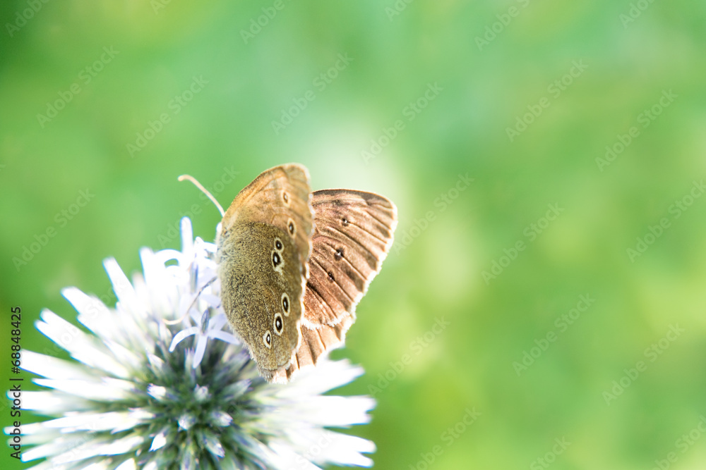 Obraz premium ringlet butterfly (aphantopus hyperantus) (6)