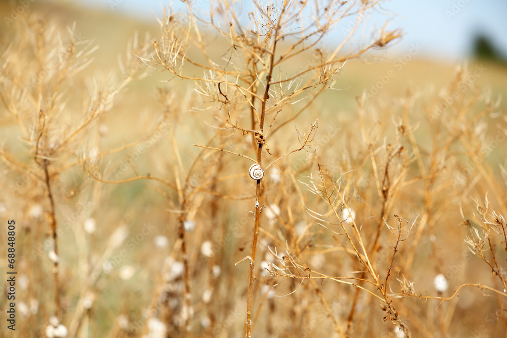 Fototapeta premium Meadow during sunset