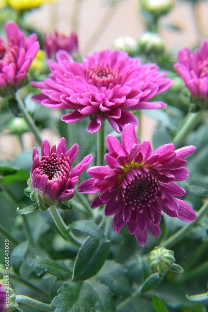 Herbstaster lila Herbstaster lila