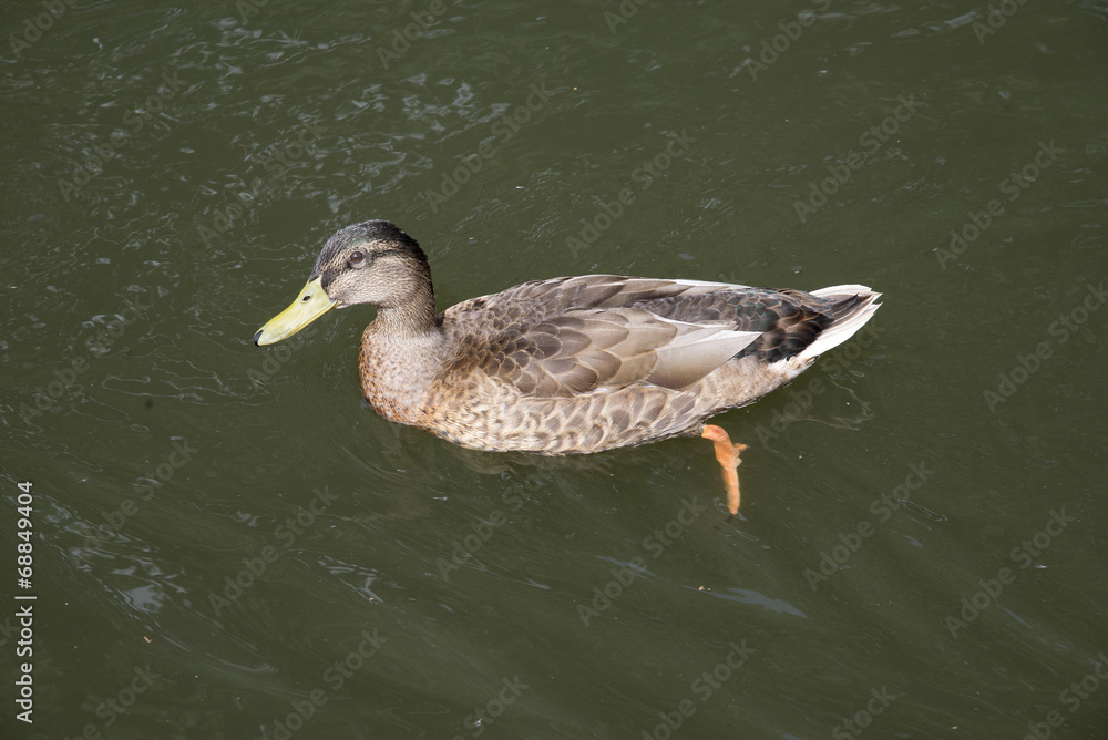 Female Mallard duck swimming