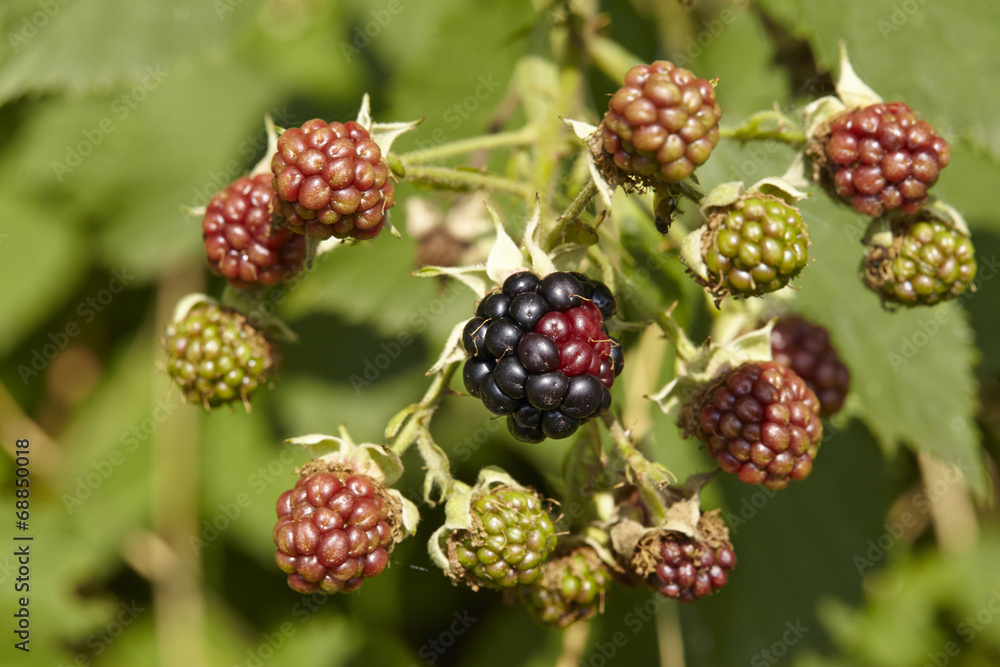 Wilde Brombeere - Unreife und reife Früchte Wilde Brombeere - Unreife und reife Früchte