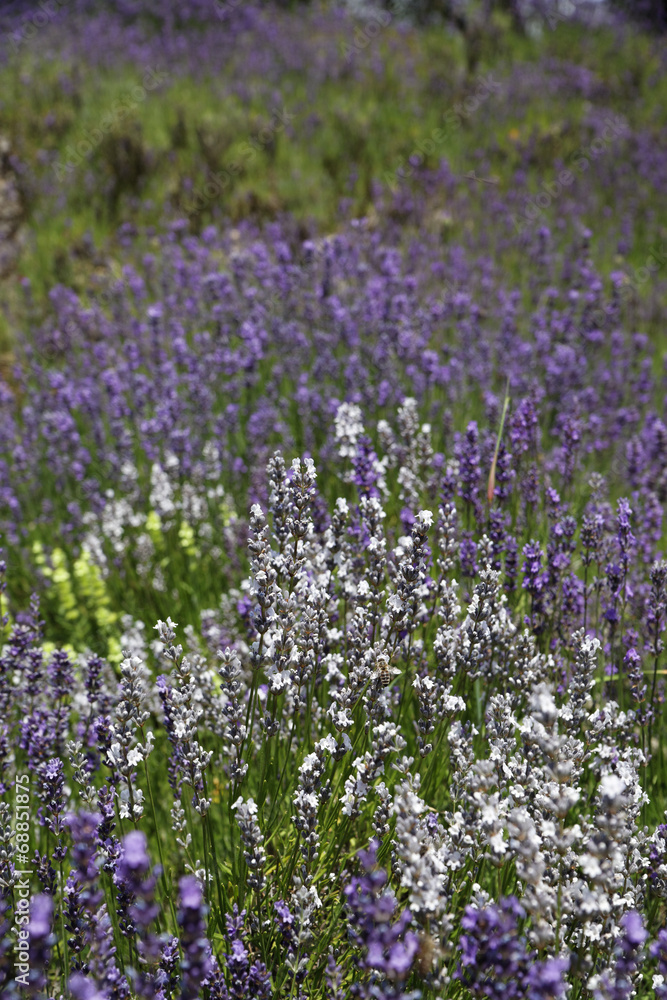 Naklejka premium Weißer und Violetter Lavendel.