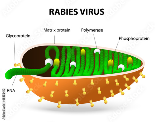Rabies virus or Rhabdovirus photo