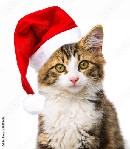 cute little long haired maine cat with santa cap