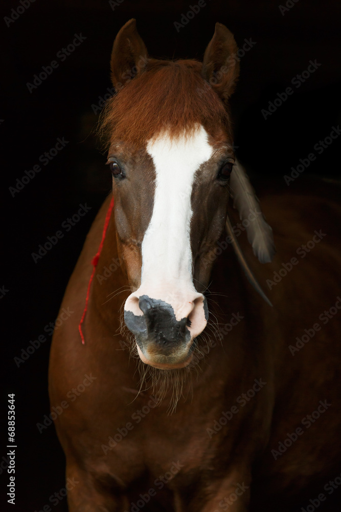 Obraz premium Adlerpferd