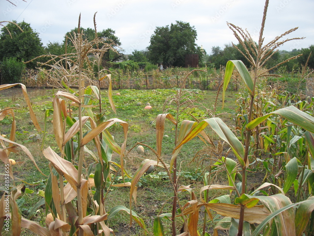 Obraz premium Деревенский пейзаж