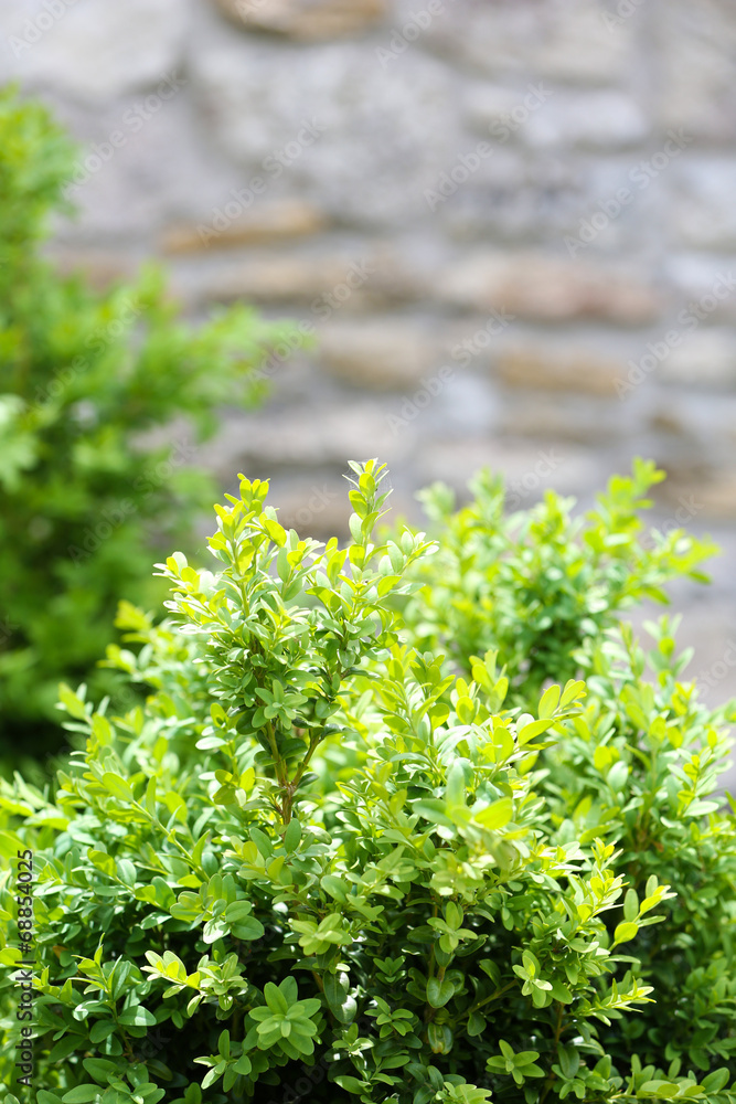 Obraz premium Beautiful spring leaves on tree, outdoors