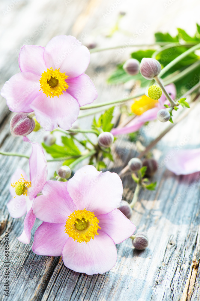 Herbst-Anemonen Herbst-Anemonen