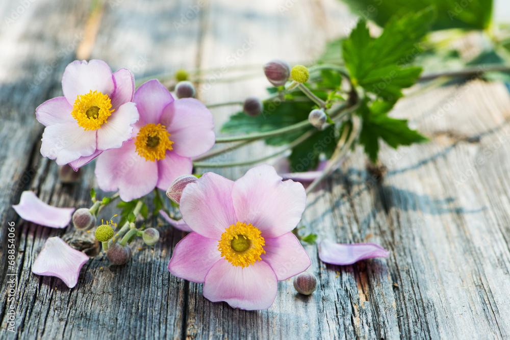 Herbst-Anemone Herbst-Anemone