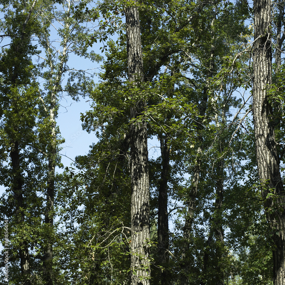 Fototapeta premium Trees and blue sky