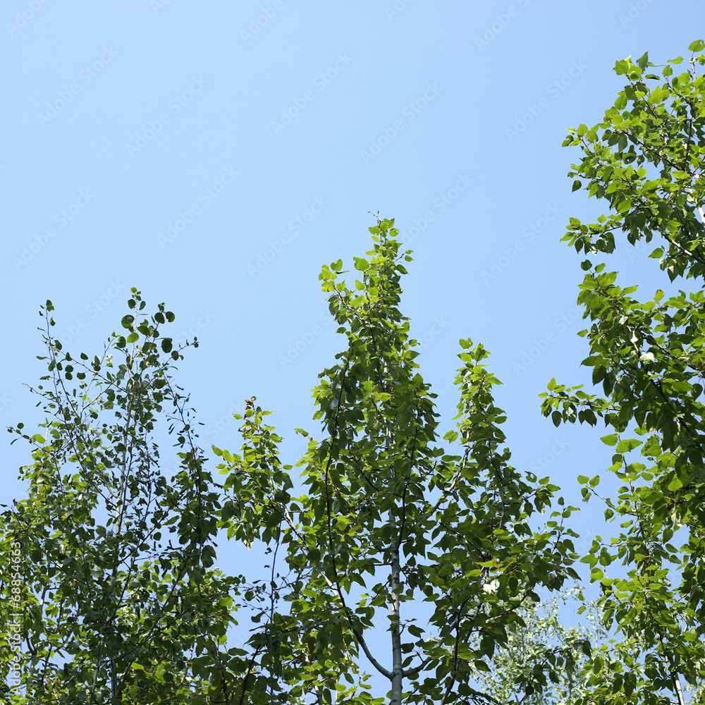 Fototapeta premium Trees and blue sky