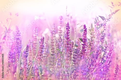 Beautiful purple flower in meadow - wild beaty